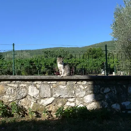 Smolica * Labin (Istria)